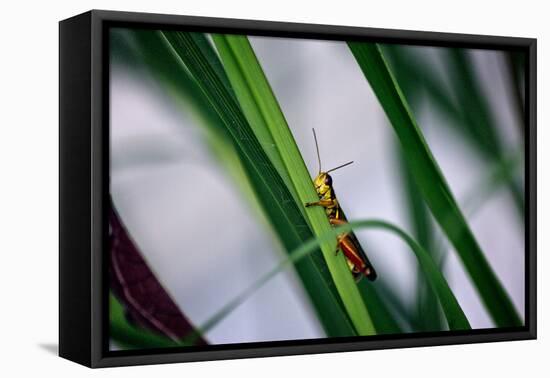 Grasshopper-null-Framed Stretched Canvas