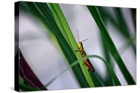 Grasshopper-null-Stretched Canvas