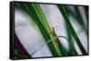 Grasshopper-null-Framed Stretched Canvas