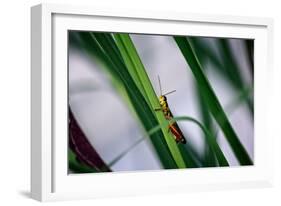 Grasshopper-null-Framed Photo