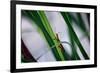 Grasshopper-null-Framed Photo
