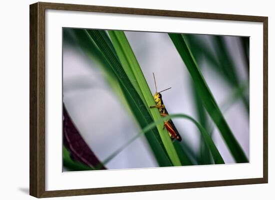 Grasshopper-null-Framed Photo