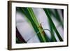 Grasshopper-null-Framed Photo