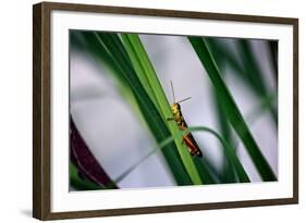 Grasshopper-null-Framed Photo