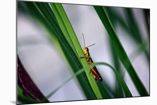 Grasshopper-null-Mounted Photo