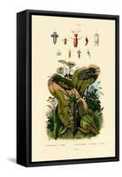 Grasshoppers, 1833-39-null-Framed Stretched Canvas