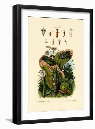 Grasshoppers, 1833-39-null-Framed Giclee Print
