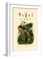 Grasshoppers, 1833-39-null-Framed Giclee Print