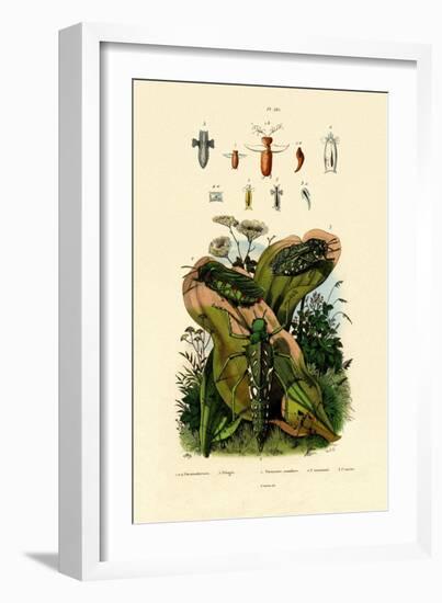 Grasshoppers, 1833-39-null-Framed Giclee Print