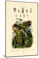 Grasshoppers, 1833-39-null-Mounted Giclee Print