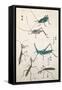 Grasshoppers and Mantises-null-Framed Stretched Canvas