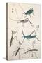 Grasshoppers and Mantises-null-Stretched Canvas