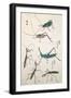 Grasshoppers and Mantises-null-Framed Giclee Print