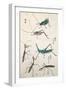 Grasshoppers and Mantises-null-Framed Giclee Print