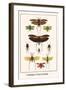 Grasshoppers, Crickets and Katydids-Albertus Seba-Framed Art Print