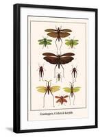 Grasshoppers, Crickets and Katydids-Albertus Seba-Framed Art Print