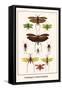 Grasshoppers, Crickets and Katydids-Albertus Seba-Framed Stretched Canvas