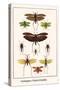 Grasshoppers, Crickets and Katydids-Albertus Seba-Stretched Canvas