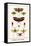 Grasshoppers, Crickets and Katydids-Albertus Seba-Framed Stretched Canvas