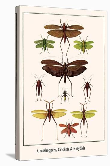 Grasshoppers, Crickets and Katydids-Albertus Seba-Stretched Canvas