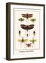 Grasshoppers, Crickets and Katydids-Albertus Seba-Framed Art Print