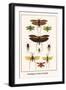 Grasshoppers, Crickets and Katydids-Albertus Seba-Framed Art Print