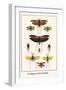 Grasshoppers, Crickets and Katydids-Albertus Seba-Framed Art Print