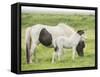 Grassland Horses I-PHBurchett-Framed Stretched Canvas