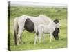 Grassland Horses I-PHBurchett-Stretched Canvas