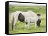 Grassland Horses I-PHBurchett-Framed Stretched Canvas