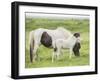 Grassland Horses I-PHBurchett-Framed Photographic Print