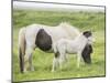 Grassland Horses I-PHBurchett-Mounted Photographic Print