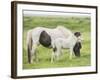 Grassland Horses I-PHBurchett-Framed Photographic Print