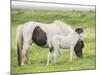 Grassland Horses I-PHBurchett-Mounted Photographic Print