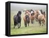 Grassland Horses II-PHBurchett-Framed Stretched Canvas