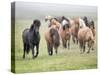 Grassland Horses II-PHBurchett-Stretched Canvas