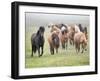 Grassland Horses II-PHBurchett-Framed Photographic Print