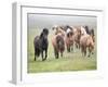 Grassland Horses II-PHBurchett-Framed Photographic Print