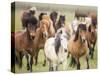 Grassland Horses III-PHBurchett-Stretched Canvas