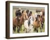 Grassland Horses III-PHBurchett-Framed Photographic Print