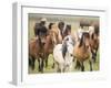 Grassland Horses III-PHBurchett-Framed Photographic Print