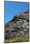 Grassland on Santorini Island-sophysweden-Mounted Photographic Print