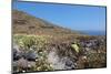 Grassland on Santorini Island-sophysweden-Mounted Photographic Print