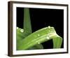 Grassy Dew-Douglas Yan-Framed Giclee Print