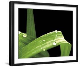 Grassy Dew-Douglas Yan-Framed Giclee Print