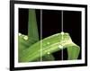 Grassy Dew-Douglas Yan-Framed Giclee Print