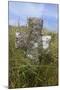 Grave Cross in Sea Dunes at Church of St. Tanwg-null-Mounted Premium Photographic Print