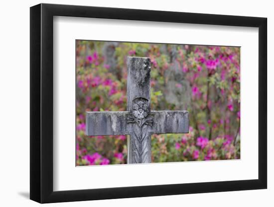 Grave stones and springtime bloom of azaleas in a Cemetery, Savannah, Georgia-Darrell Gulin-Framed Photographic Print