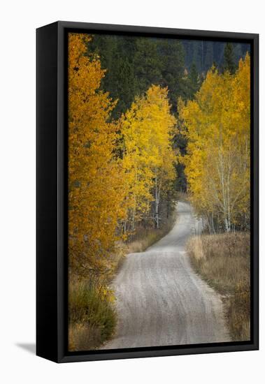Gravel backroad and autumn aspen trees, Grand Teton National Park, Wyoming-Adam Jones-Framed Stretched Canvas
