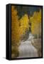 Gravel backroad and autumn aspen trees, Grand Teton National Park, Wyoming-Adam Jones-Framed Stretched Canvas